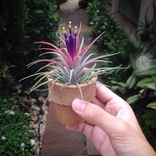 Tillandsia ทิลเเลนเซีย