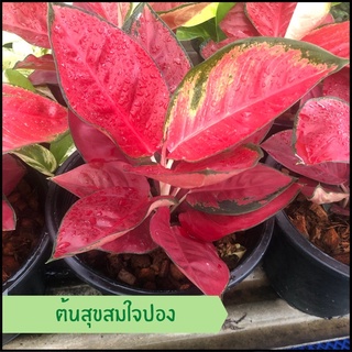 ต้นสุขสมใจปองไม้มงคล ตระกูลโกลนีมา ส่งพร้อมกระถาง