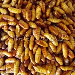 จิ้งหรีดไข่ ตัวใหญ่ๆไข่แน่นๆน้ำหนัก1กิโลกรัมและ500กรัม