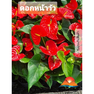 ต้นหน้าวัว (Pot Anthurium) หน้าวัว สวนเขาหมาก ขนาดกระถาง 7 นิ้ว รับประกันสินค้า สินค้าส่งออก ไม้ประดับ