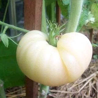 เมล็ดพันธุ์ มะเขือเทศ เกรทไวท์ (Great White Tomato Seed) บรรจุ 5 เมล็ด คุณภาพดี ของแท้ 100%