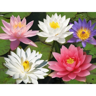 100 เมล็ด เมล็ดบัว คละสี นำเข้า บัวนอก สายพันธุ์เมล็ดบัว Waterlily Nymphaea Seeds