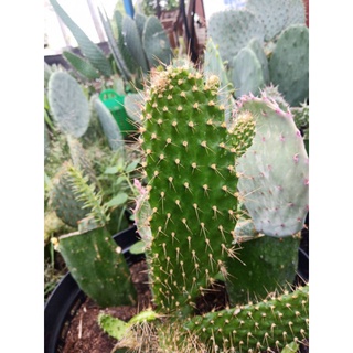 Opuntia consolea spinosisima