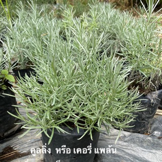 คูลลิ่ง หรือเคอรี่แพล้น (curry plant)