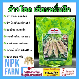 ข้าวโพด เทียนหมื่นฝัก ขนาด 200 กรัม ศรแดง ข้าวโพดหวาน ลอตใหม่ งอกดี 3 สี ขาว เหลือง ม่วง ผลผลิตสูง รสชาติเหนียว นุ่ม