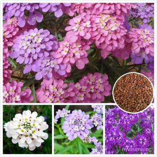 คละ สวนครัว ปลูก/ต้นไม้ เมล็ดดอกไม้ Rocket Candytuft Seeds  บรรจุ 100 เมล็ด เมล็ดพันธุ์ ดอกไม้จ/อินทรีย์ คละ สวนครัว ดอก