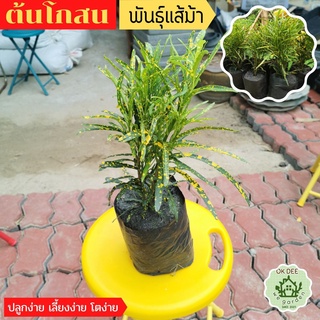 โกสนแส้ม้า โกสนแส้ทอง ไม้มงคล โกศลเพาะชำ 40-50cm.