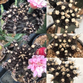 ยิมโนโคลนไต้หวัน ไม้กราฟ Gymnocalycium grafting