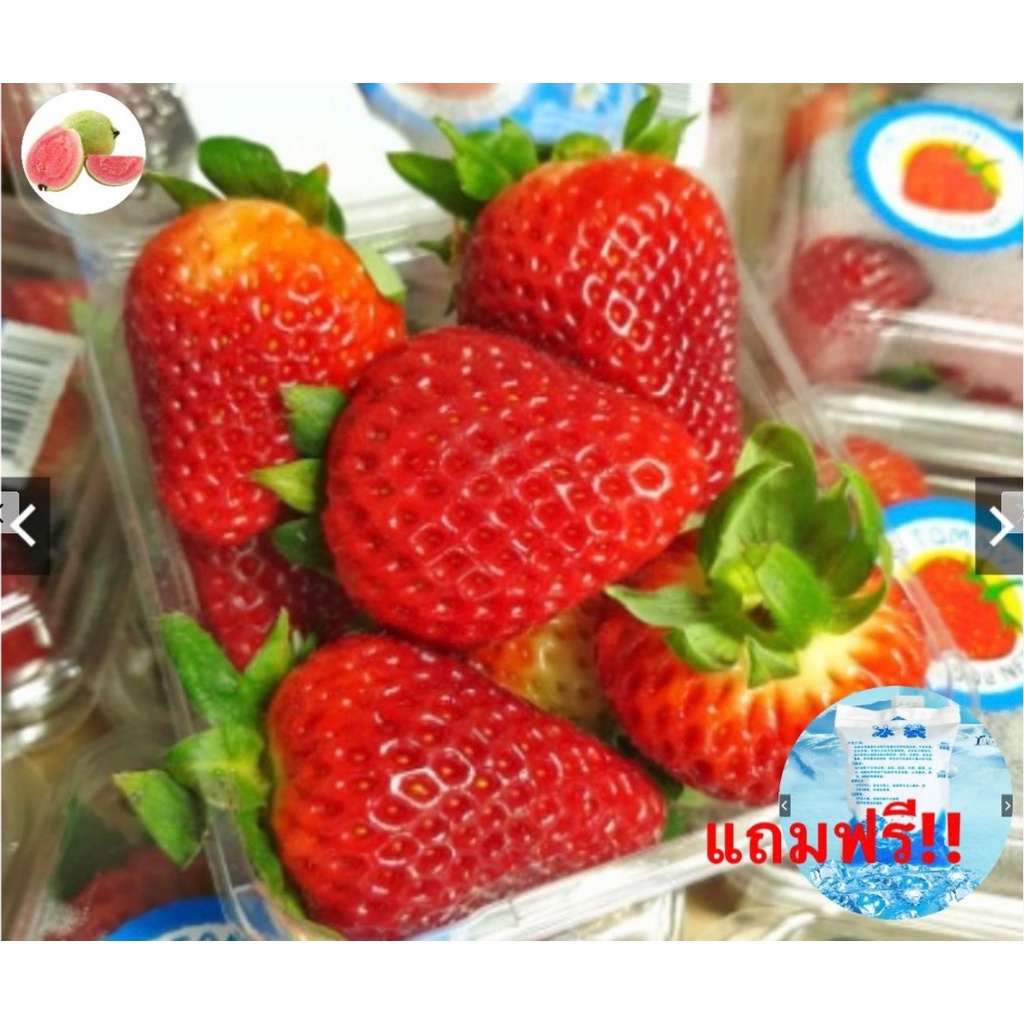 guava top1สตอเบอรี่สดนำเข้า จากอเมริกา/ออส Strawberry (USA/AUS) (ยกลัง12-15แพค) ~ลดพิเศษ~ Premium สต