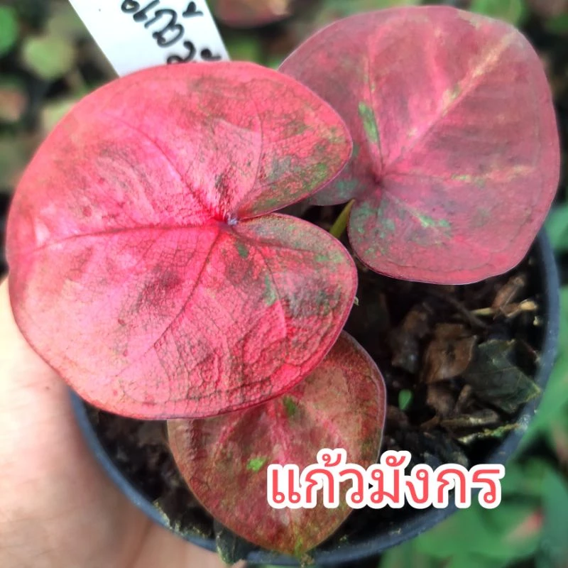 บอนสี แก้วมังกร (ขนาดตามรูป)