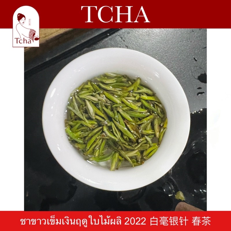 TCHA | ชาขาวเข็มเงินคุณภาพพรีเมียม ฤดูใบไม้ผลิ 2022 白毫银针 春茶 Premium Silver Needle White Tea Spring Season 2022 - รูปที่ 2