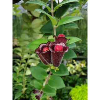 ต้นลิปสติก สีแดง Lipstick Vine (Aeschynanthus radicans jack.)