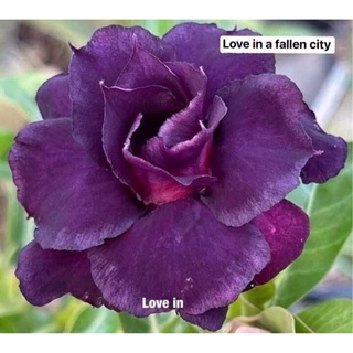 ชวนชมดอกซ้อน - Love in a fallen city  สีม่วงดอกใหญ่