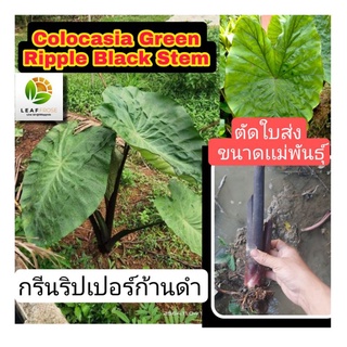 Colocasia Green Ripple Black Stem บอนกรีนริปเปอร์ก้านดำ คนละสายพันธุ์กับ colocasia Green Ripple