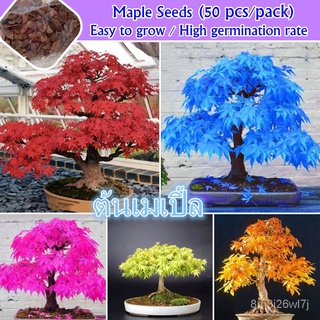 อินทรีย์ ต้น ดอก/50PCS Mix Maple Tree Seed ต้นเมเปิ้ล เมล็ดเมเปิ้ล Americ Red Maple Seeds Flower Plant ต้นคล้ PEFD