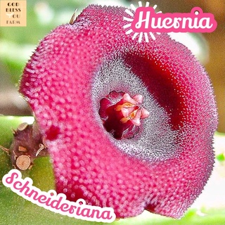 [เก๋งจีนมังกรแดง] Huernia Schneideriana ส่งพร้อมกระถาง ไม้เลื้อย มีดอก เด็ดหน่อ ดอกสวย แคคตัส ดอกแปลก ทะเลทราย พืชอวบน้ำ