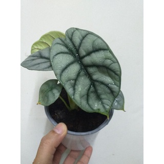 อโลคาเซีย ซิลเวอร์ ดราก้อน Alocasia silver dragon (ต้นใหญ่ มีไข่ทุกกถ.) ฟอร์มใบสวยมาก ลายชัด  ไม้คัดพิเศษเกรดพรีเมียม