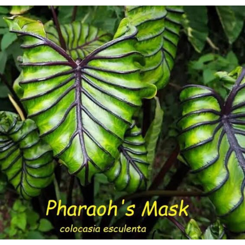 หน้ากากฟาโรห์ colocasia pharaoh’s mask