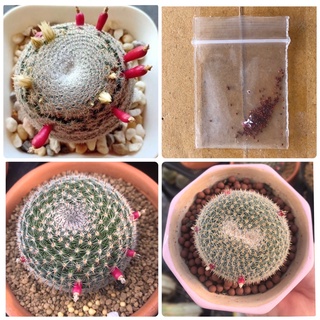 เมล็ดแมมนกฮูก ชุดละ 20 เมล็ด เมล็ดกระบองเพชร  Mammillaria Perbella