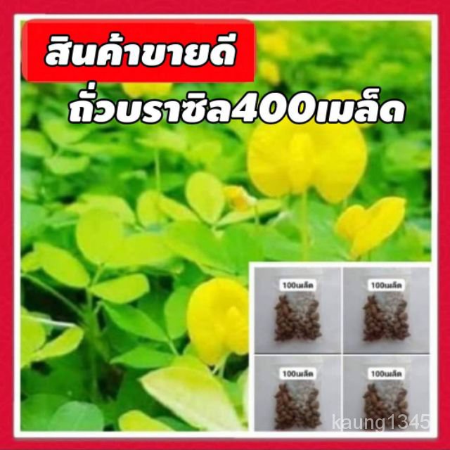 เมล็ดพันธุ์คุณภาพสูงในสต็อกในประเทศไทย พร้อมส่ง ะให้ความสนใจของคุณ(จำนวน400เมล็ด) เมล็ดอวบอ้วนถั่วบราซิล  พืชคลุมดิน  ตก