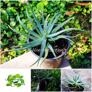 👑ต้นว่านหางจระเข้ Aloe castilloniae ไม้กระถาง ไม้ใบ ไม้ฟอกอากาศ👑