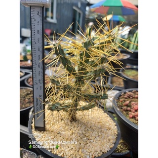 Cylindropuntia hystrix กอใหญ่