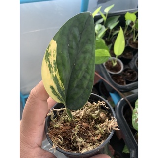 พลูระเบิดด่าง / 🌿Monstera karstenianum variegated