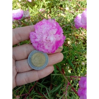 แพรเซี่ยงไฮ้ (ตัดกิ่งสดยาวอวบ 125 กิ่ง คละทุกสี)ดอกคุณนายตื่นสาย ดอกแพรเซี่ยงไฮ้ (ขนาดบรรจุ 800-850 กรัมเต็มกล่องไซส์ B)
