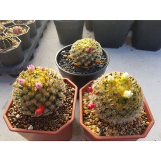 🌵เมล็ดพันธุ์แคคตัส🌵 ขนนกเหลืองดอกชมพู 30 เมล็ด