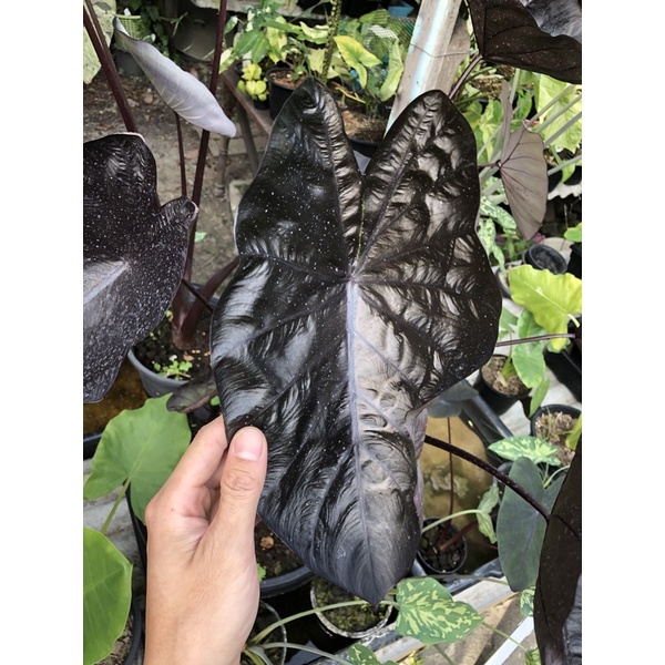 Colocasia black ripple