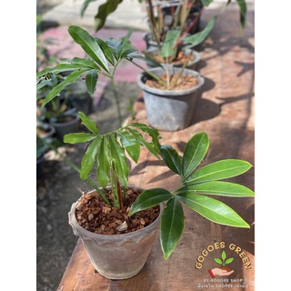 ฟิโลโกลดิอี้ หนวดปลาหมึก Philodendron goeldii ฟิโลเดนดรอน ไม้สะสม ทรงสวย ควรค่ากับบ้านคุณ