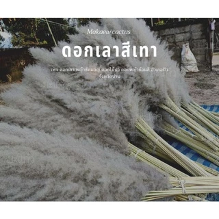 ดอกเลาสีเทา10ก้าน70บาท.15กิ่ง99บาท ขนาดดอก70-90ซม.(ก้าน+ดอก110-120ซม)ฟรีกล่องพัสดุทุกออเดอร์