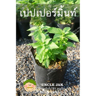 ต้นเปปเปอร์มิ้นท์ ต้นสมุนไพรมินท์   Peppermint สั่งทั้งถุงปลูก