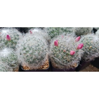 แมมขนแมว (Mammillaria Bocasana)ไม้เมล็ด5เชน++