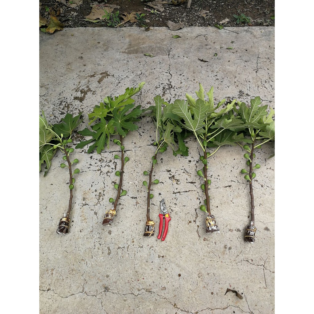 กิ่งตอนมะเดื่อฝรั่ง พันธุ์ Longue d'aout จำนวน1กิ่ง