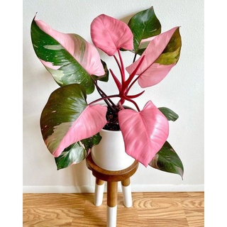 philodendron pink princess ไม้เนื้อเยื่อ เจ้าหญิงชมพู