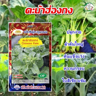 เมล็ดคะน้าฮ่องกง Chinese Kale เมล็ดพันธุ์คะน้าฮ่องกง เมล็ดผัก เมล็ดผักสวนครัว ตราภูเขาทอง