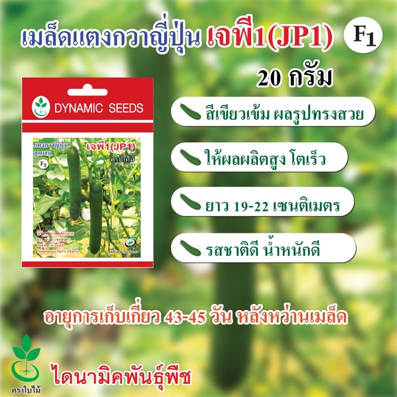 เมล็ดพันธุ์แตงกวาญี่ปุ่น เจพี 1 (JP1) ลูกผสม ตราใบไม้ นำเข้าจากญี่ปุ่น เมล็ดแตงกวาญี่ปุ่น