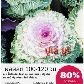 เมล็ดพันธุ์ ปูเล่ ยูริ 20 เมล็ด ปูเล่ญี่ปุ่น กะหล่ำประดับ ✅ราคาถูก🪴ปลูกง่าย 🔥ซื้อ10แถม1 คละได้🔥