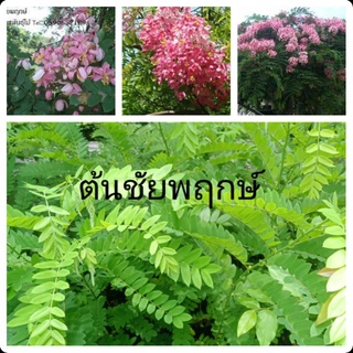 ต้นชัยพฤกษ์ สูง 50-80ซม.ฟรีค่าจัดส่ง