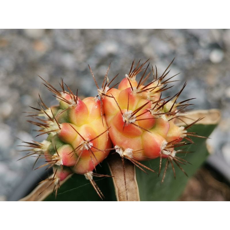 03- Pirate king 🏴‍☠️ไม้กราฟ 1 ต้น🏴‍☠️ Gymnocalycium Cactus ไพเรทคิง ยิมโน แคคตัส กระบองเพชร ไม้อวบน้ำ ไม้กราฟ ราคาถูก​
