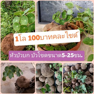 หัวบัวบก บัวโขด ขนาด5-20ซม.กิโลกรัมล่ะ100บาท คละไซด์