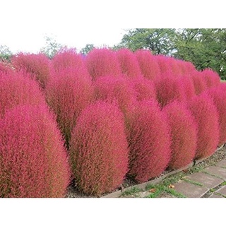 เมล็ดพันธุ์ หญ้ากอเชีย Kochia scoparia burning bush 10 เมล็ด เมล็ดพันธุ์นำเข้าจาก อังกฤษ