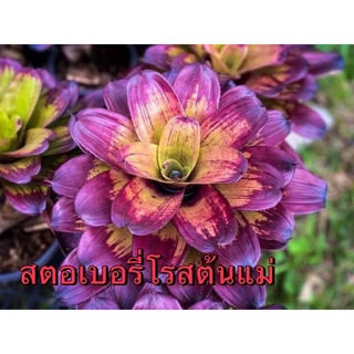 สับปะรดสี 🌷สายพันธุ์สตอเบอรี่โรส 🌺สีสวยมาก 🪴กระถาง 8 นิ้ว