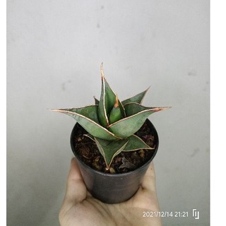 พิงกุย  Sansevieria pinguicula กระถาง 3 นิ้ว ไม้ฟอกอากาศ