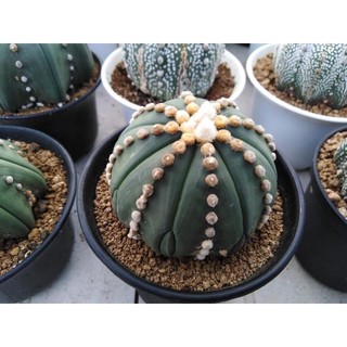 Astrophytum asterias Nudum 20เมล็ด.-129