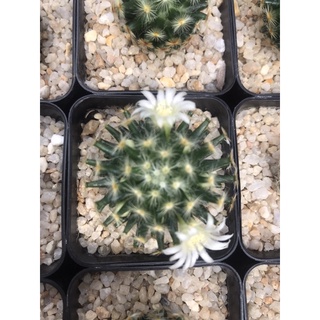 แมมขนนกเหลือง Mammillaria schiedeana