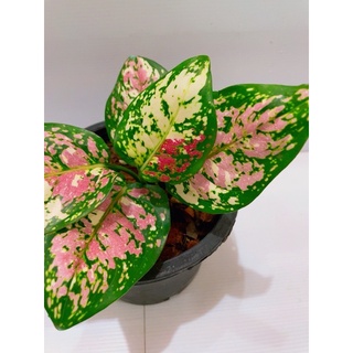 ❤️(รีบเก็บก่อนราคาขึ้น‼️) อัญมณีด่างสามสี หรืออัญมณีสามกษัตริย์ - Aglaonema ‘tricolour’ ไม้มาแรง ไม้หายาก………………………….🌿