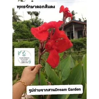 ถูกที่สุด🌷หน่อพุทธรักษา ไม้ดอกทนแดด ไม้ดอกสีสดใส ออกดอกทั้งปี ดูแลง่าย