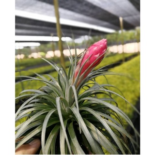 Tillandsia houston ฮุสตัน